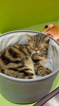 Moff animal world MARK IS みなとみらい店に投稿された画像（2021/11/6）