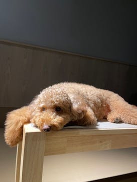 Moff animal world MARK IS みなとみらい店に投稿された画像（2021/11/6）