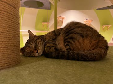 Moff animal world MARK IS みなとみらい店に投稿された画像（2021/11/6）