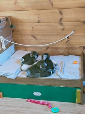 おさるランド＆アニタウン　日光さる軍団劇場に投稿された画像（2021/11/6）