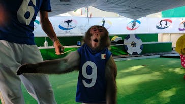 おさるランド＆アニタウン　日光さる軍団劇場に投稿された画像（2021/11/6）