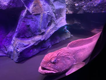 サンシャイン水族館に投稿された画像（2021/11/6）