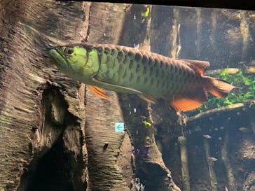 サンシャイン水族館に投稿された画像（2021/11/6）