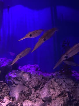 サンシャイン水族館に投稿された画像（2021/11/6）