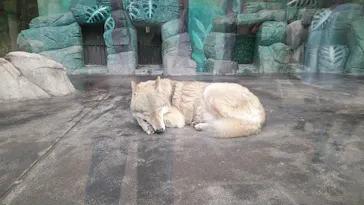 天王寺動物園に投稿された画像（2021/11/6）