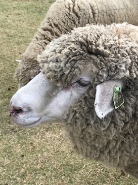 まかいの牧場に投稿された画像（2021/11/6）