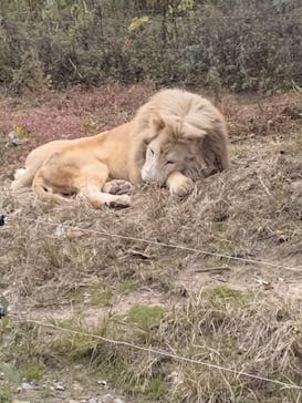 秋吉台自然動物公園 サファリランドに投稿された画像（2021/11/6）