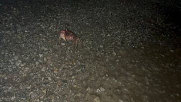 奄美ナイトツアーサービスに投稿された画像（2021/11/6）