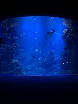 京都水族館に投稿された画像（2021/11/6）