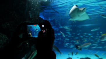 サンシャイン水族館に投稿された画像（2021/11/6）