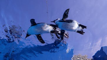 サンシャイン水族館に投稿された画像（2021/11/6）