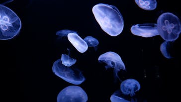 サンシャイン水族館に投稿された画像（2021/11/6）