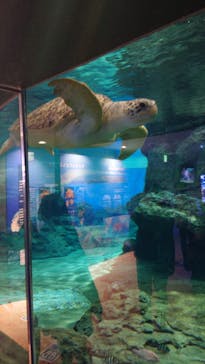 名古屋港水族館に投稿された画像（2021/11/6）