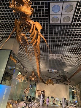 国立科学博物館に投稿された画像（2021/11/6）