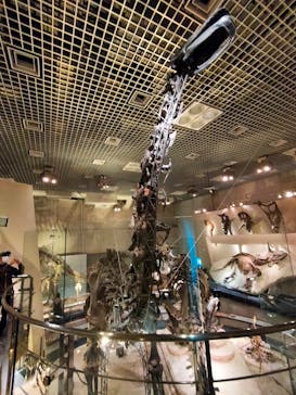 国立科学博物館に投稿された画像（2021/11/7）