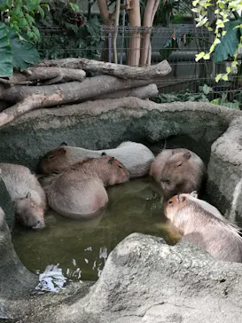 神戸どうぶつ王国に投稿された画像（2021/11/7）