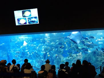 大分マリーンパレス水族館 「うみたまご」に投稿された画像（2021/11/7）