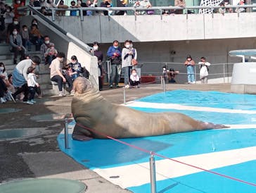 大分マリーンパレス水族館 「うみたまご」に投稿された画像（2021/11/7）