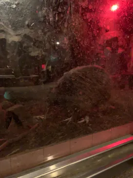 天王寺動物園に投稿された画像（2021/11/7）