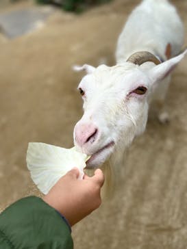 しろとり動物園に投稿された画像（2021/11/7）