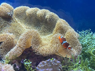 名古屋港水族館に投稿された画像（2021/11/7）
