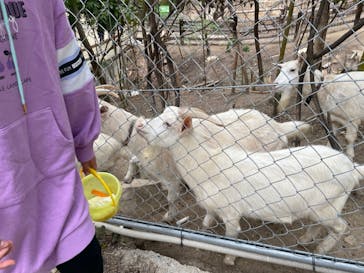 しろとり動物園に投稿された画像（2021/11/7）