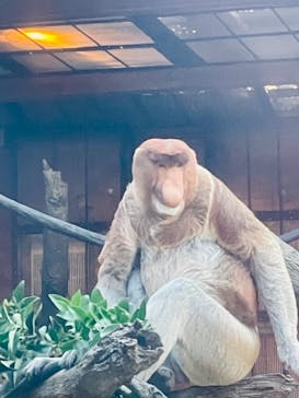 よこはま動物園ズーラシアに投稿された画像（2021/11/7）