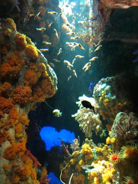 サンシャイン水族館に投稿された画像（2021/11/7）