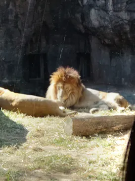 天王寺動物園に投稿された画像（2021/11/7）