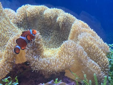 名古屋港水族館に投稿された画像（2021/11/7）