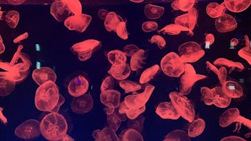 名古屋港水族館に投稿された画像（2021/11/7）