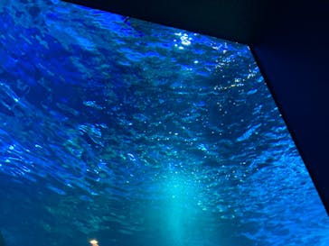 しながわ水族館に投稿された画像（2021/11/7）