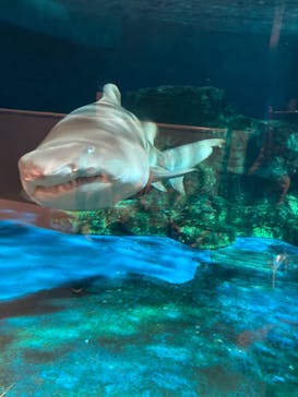 しながわ水族館に投稿された画像（2021/11/7）