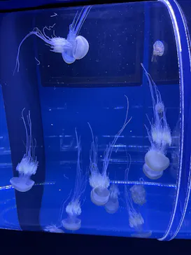 すみだ水族館に投稿された画像（2021/11/7）