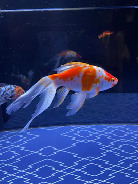 すみだ水族館に投稿された画像（2021/11/7）