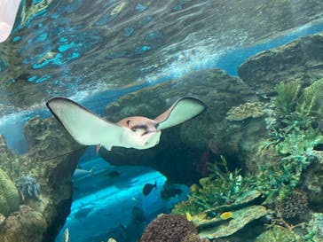 名古屋港水族館に投稿された画像（2021/11/7）