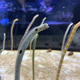 すみだ水族館に投稿された画像（2021/11/7）