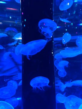 マクセル アクアパーク品川に投稿された画像（2021/11/7）