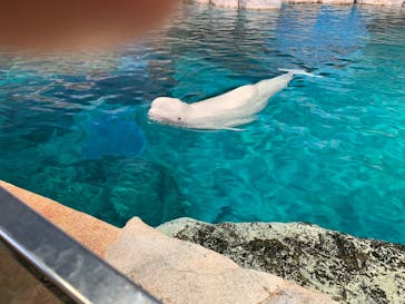 名古屋港水族館に投稿された画像（2021/11/7）