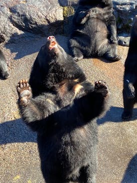 奥飛騨クマ牧場に投稿された画像（2021/11/7）