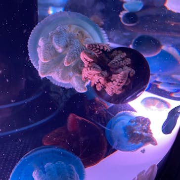 マクセル アクアパーク品川に投稿された画像（2021/11/7）