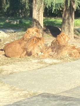 群馬サファリパークに投稿された画像（2021/11/7）