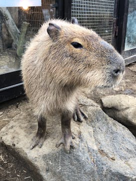 伊豆シャボテン動物公園に投稿された画像（2021/11/7）