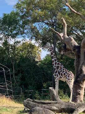 天王寺動物園に投稿された画像（2021/11/7）
