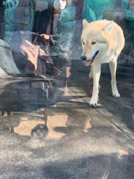 天王寺動物園に投稿された画像（2021/11/7）