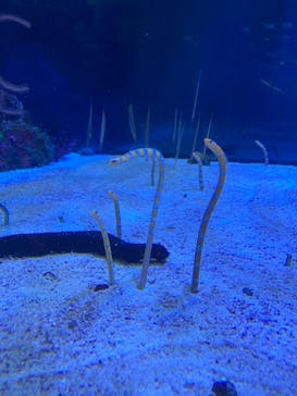 名古屋港水族館に投稿された画像（2021/11/7）