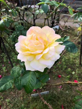 鳩山会館に投稿された画像（2021/11/7）