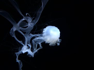 サンシャイン水族館に投稿された画像（2021/11/7）