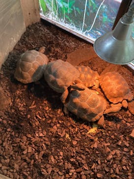 体感型動物園iZooに投稿された画像（2021/11/7）