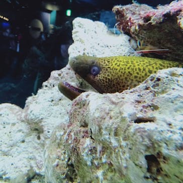 京都水族館に投稿された画像（2021/11/7）